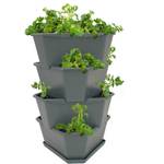 Gusta Garden Paul Potato