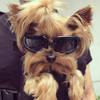 Sonnenbrille für Hunde von PETLESO