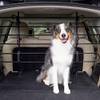 PTV17-16873 von PetSafe