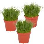 Petsnack Katzengras-Pflanzen fein