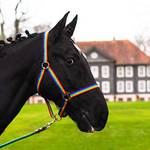 Pferdelinis Halfter für Pferd Warmblut