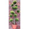 Bonsai Zypresse Kugelbaum von Pflanzen Böring