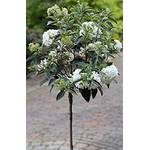 Pflanzen Böring Schneeball-Stämmchen, Viburnum Eskimo
