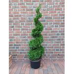 Pflanzen Böring Thuja Spirale