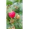 Aroma Queen von Pflanzen-Discounter24