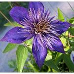 Pflanzen für Dich 4029395035950