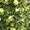 Apfelbaum Malus Domestica von Pflanzen für Dich