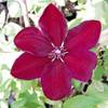 Clematis 'Westerplatte' von Pflanzen für Dich