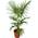 Winterharte Palme XL von PflanzenFuchs