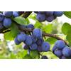 Prunus domestica von Pflanzhits