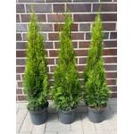 Pflanzenhits Thuja Smaragd