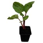 ‎Pflanzenversand.net Fultons Strawberry Surprise