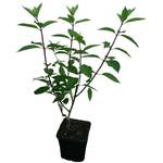 Pflanzenversand Qualität und Service PINKY WINKY - LIMELIGHT - BOBO - VANILLE FRAISE