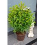 Plantenwelt Japanische Schirmtanne mittelgroß