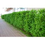 Pflanzhits Ihr Pflanzenpartner Thuja