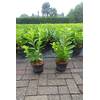 Lorbeer Gartenhecke von Pflanzhits
