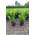 Lorbeer Gartenhecke von Pflanzhits