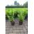 Pflanzhits Kirschlorbeer Gartenhecke