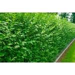 Pflanzhits Liguster Atrovirens Heckenpflanzen