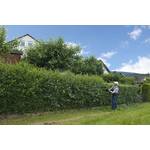 Pflanzhits Liguster  ovalifolium