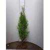 Thuja Brabant von Pflanzhits