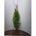 Pflanzhits Thuja Brabant