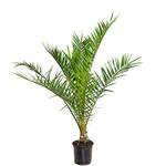 Bloomique Kanarische Dattelpalme