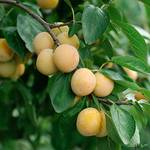 Pille Baumschule Nancy Mirabelle Pflaume