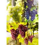 Pille-Baumschulen 3er Set Weintrauben