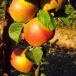 Pille Baumschulen Boskoop-Apfelbaum PB-663