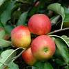 Apfelbaum Elstar von Pille Baumschulen