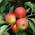 Apfelbaum Elstar von Pille Baumschulen