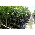 Pille Baumschulen Boskoop-Apfelbaum PB-663