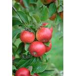Pille Baumschulen Balkonobst Apfel Topaz
