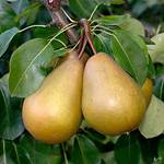 Pille Baumschulen Gellerts Butterbirne