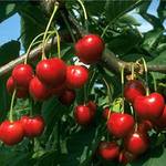 Pille Baumschulen Regina Süßkirsche