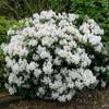 Rhododendron Hybride von Pille Baumschulen