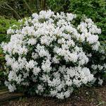 Pille Baumschulen Rhododendron Hybride