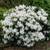 Pille Baumschulen Rhododendron Hybride