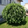 Salix caprea Pendula von Pille Baumschulen