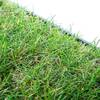Katzengras von pille gartenwelt