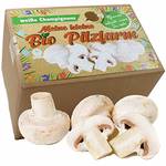 Pilzmännchen Bio Champignon