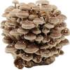 Bio Shiitake Pilzzuchtkultur Compact von Pilzmännchen