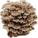 Pilzmännchen Bio Shiitake Pilzzuchtkultur Compact