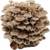 Pilzmännchen Bio Shiitake Pilzzuchtkultur Compact