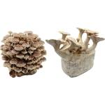 Pilzmännchen Kräuterseitling + Shiitake Fertigkulturen