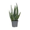 Aloe barbadensis von Plant in a Box