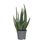 Plant in a Box Aloe barbadensis