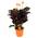 Calathea Crocata von Plant in a Box