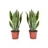 Gelblicher Bogenhanf von Plant in a Box